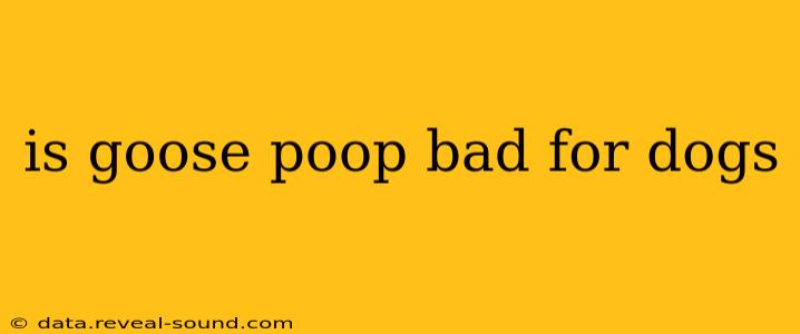 is goose poop bad for dogs