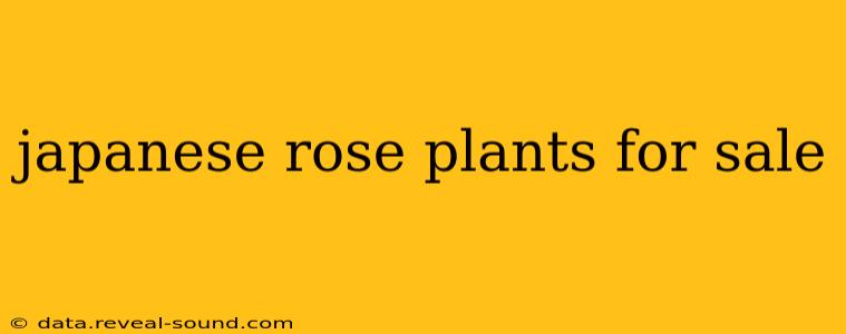 japanese rose plants for sale