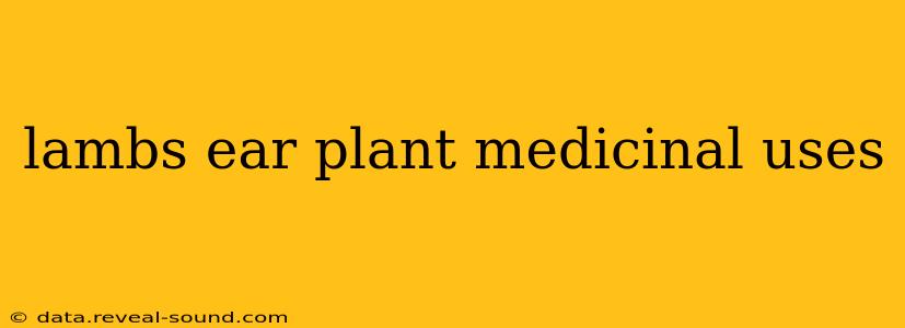 lambs ear plant medicinal uses