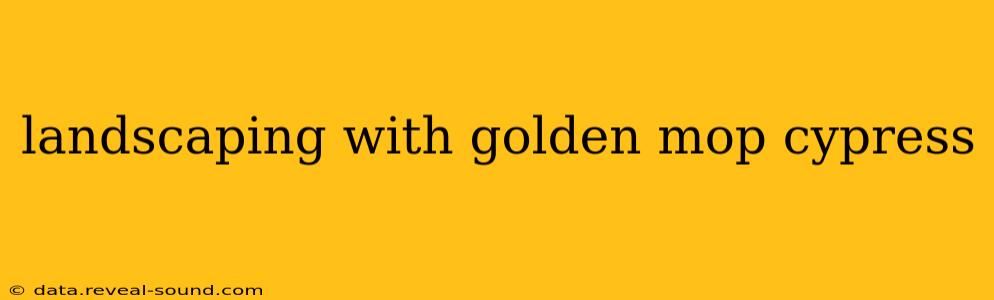 landscaping with golden mop cypress