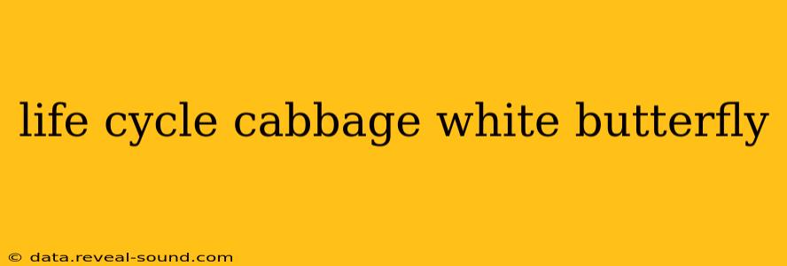 life cycle cabbage white butterfly