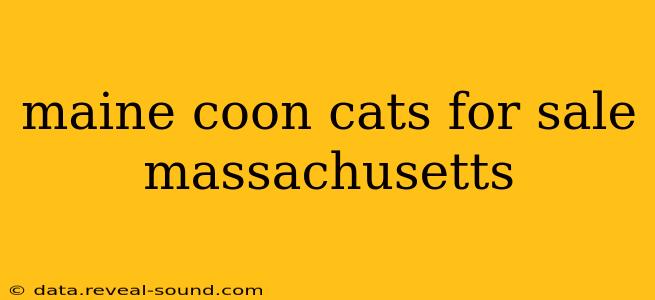 maine coon cats for sale massachusetts