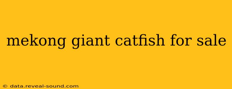 mekong giant catfish for sale