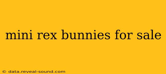 mini rex bunnies for sale