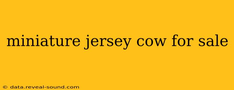 miniature jersey cow for sale