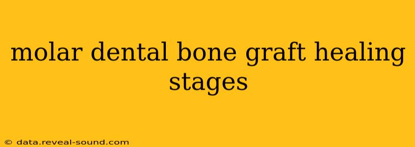 molar dental bone graft healing stages