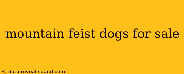 mountain feist dogs for sale