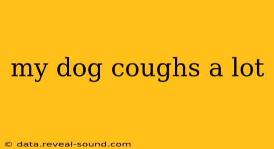 my dog coughs a lot