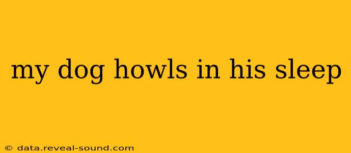 my dog howls in his sleep