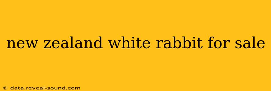 new zealand white rabbit for sale