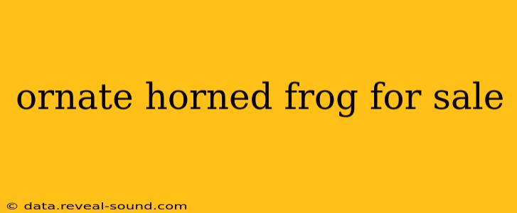 ornate horned frog for sale