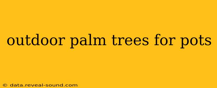 outdoor palm trees for pots