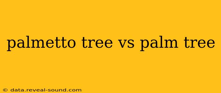 palmetto tree vs palm tree