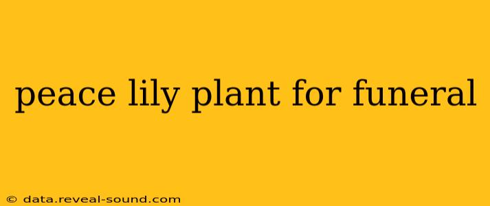 peace lily plant for funeral