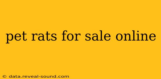 pet rats for sale online