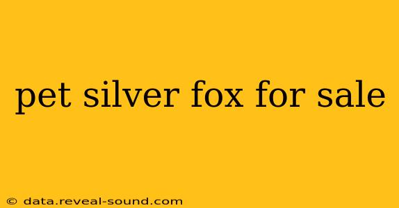 pet silver fox for sale