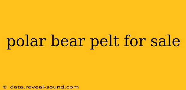 polar bear pelt for sale
