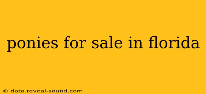 ponies for sale in florida