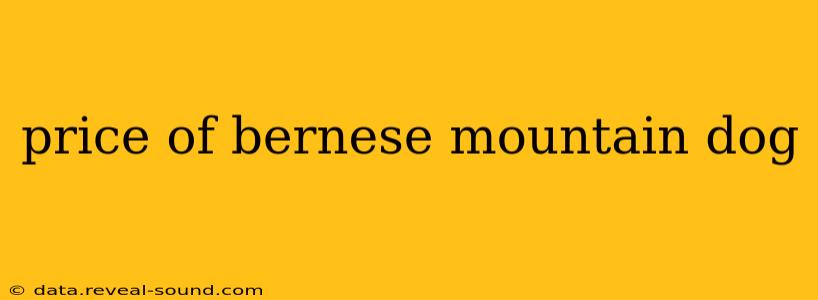 price of bernese mountain dog