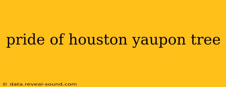 pride of houston yaupon tree