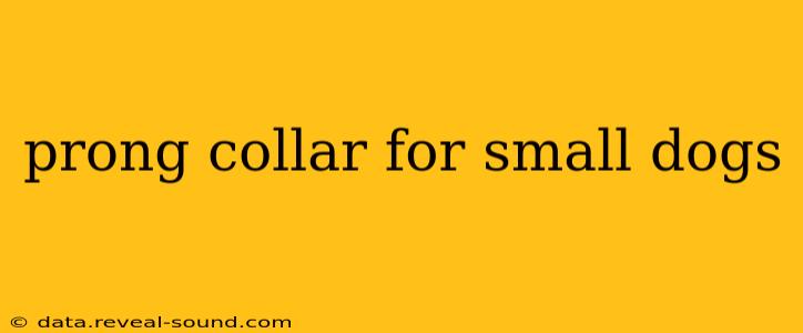 prong collar for small dogs