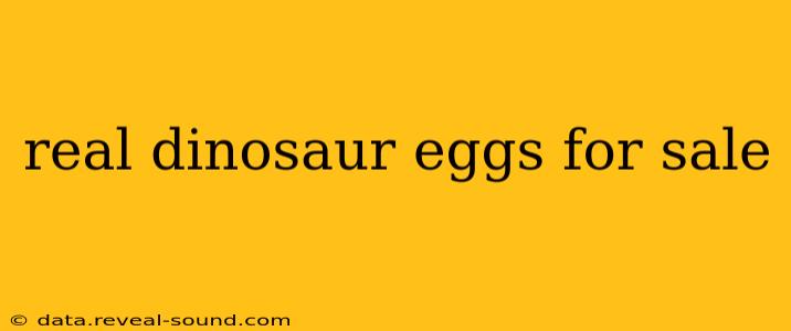 real dinosaur eggs for sale