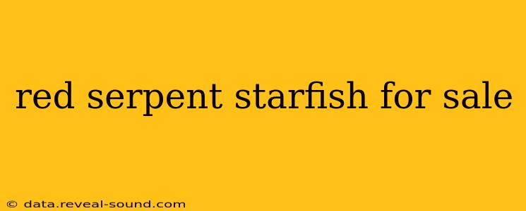 red serpent starfish for sale