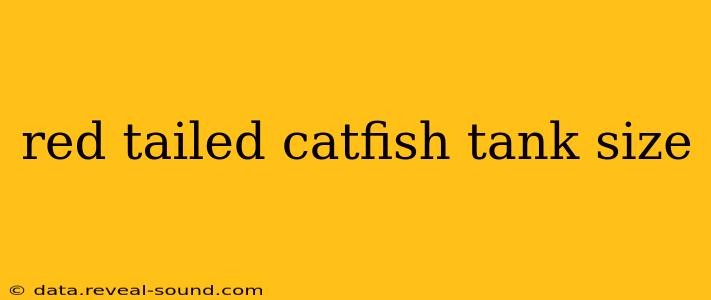 red tailed catfish tank size