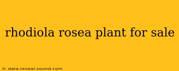 rhodiola rosea plant for sale