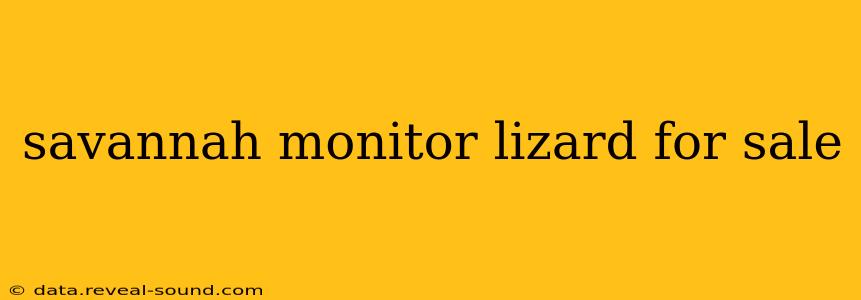 savannah monitor lizard for sale