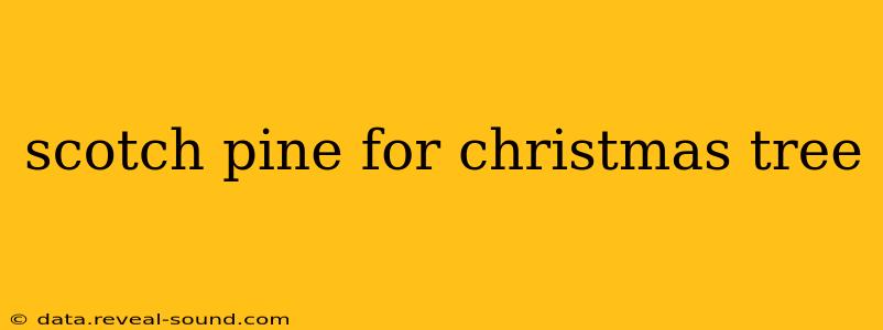 scotch pine for christmas tree