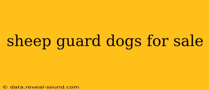 sheep guard dogs for sale