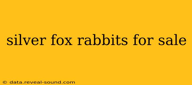 silver fox rabbits for sale