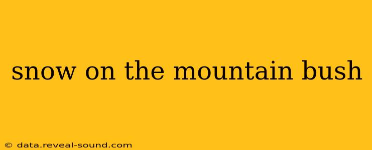 snow on the mountain bush