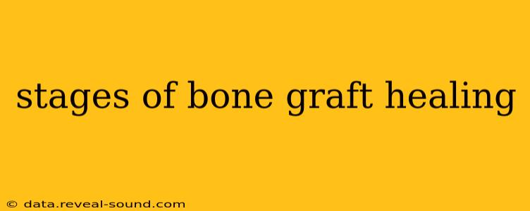 stages of bone graft healing