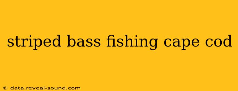 striped bass fishing cape cod