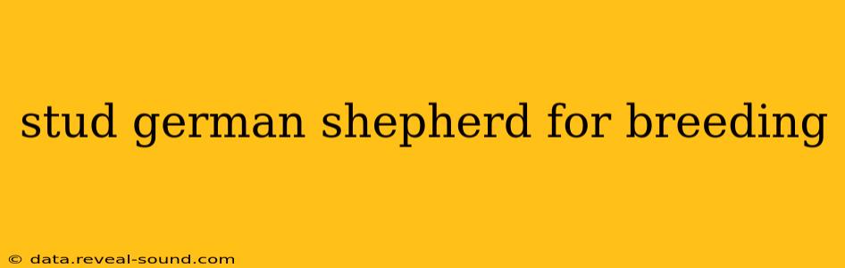 stud german shepherd for breeding