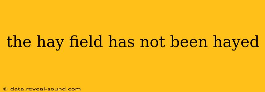 the hay field has not been hayed