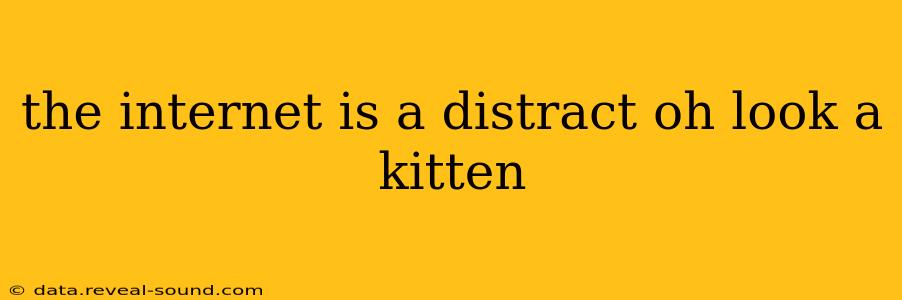 the internet is a distract oh look a kitten