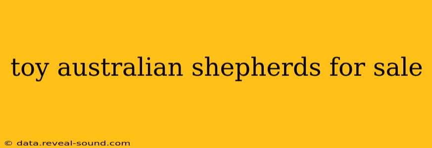 toy australian shepherds for sale