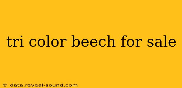 tri color beech for sale