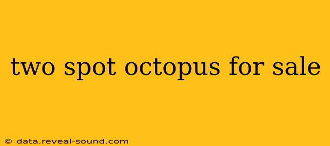 two spot octopus for sale