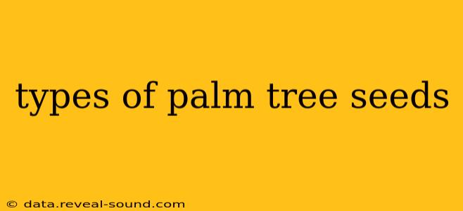 types of palm tree seeds