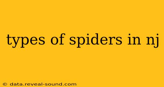 types of spiders in nj