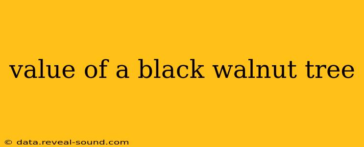 value of a black walnut tree