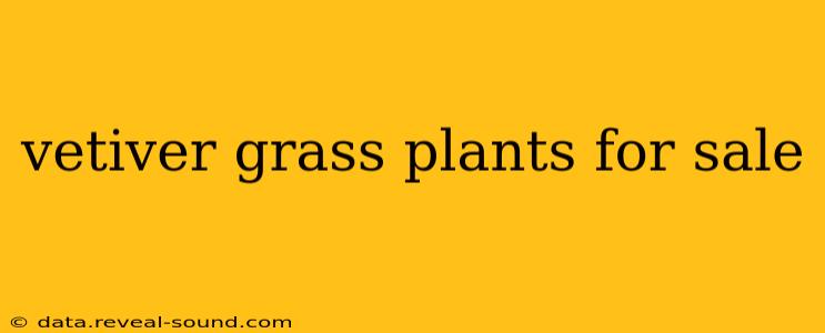 vetiver grass plants for sale
