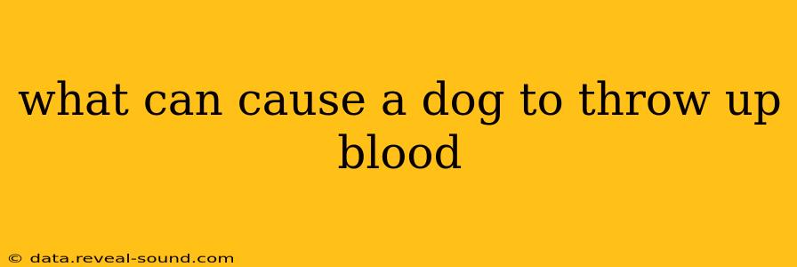 what can cause a dog to throw up blood