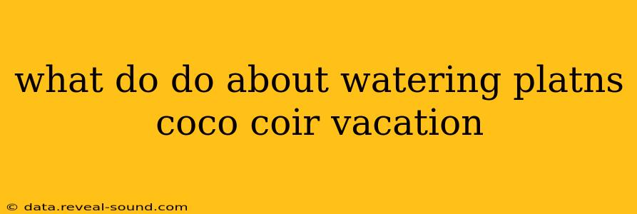 what do do about watering platns coco coir vacation