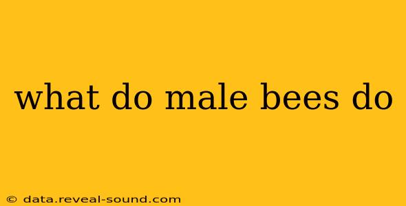 what do male bees do