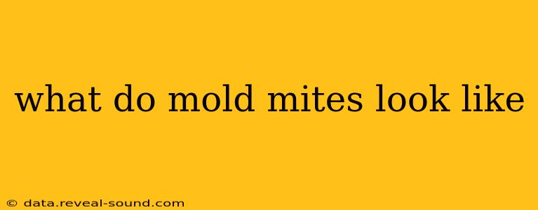 what do mold mites look like